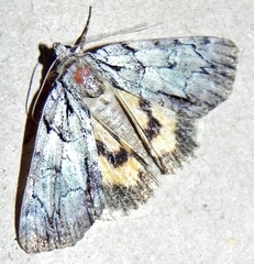 Catocala praeclara
