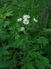 Achillea ptarmica macrocephala
