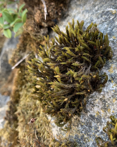 Lewinskya rupestris