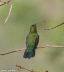 Eulampis holosericeus