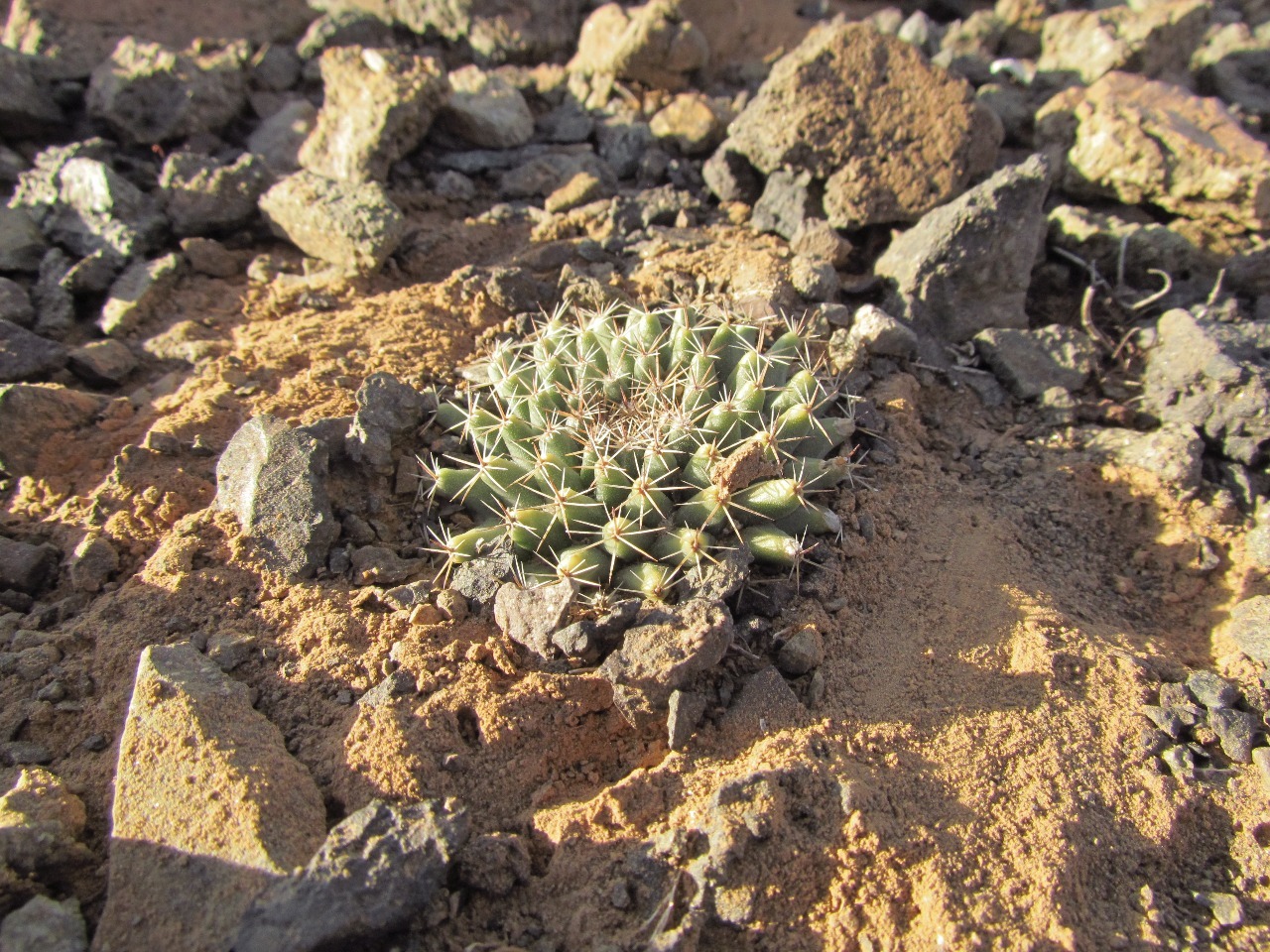 Mammillaria brandegeei ssp. glareosa