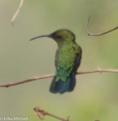 Eulampis holosericeus