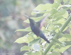 Eulampis holosericeus