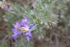 Lupinus chamissonis