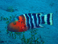 Redbreasted Wrasse photo 4