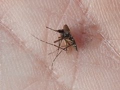 Aedes taeniorhynchus