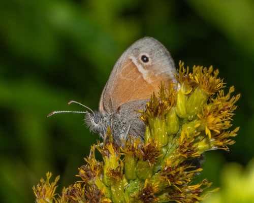 Common Ringlet, Regional Municipality of Peel, ON, Canada, photo 5 of 10