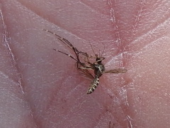 Aedes taeniorhynchus