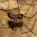 Peninsula False-Violin Spider - Photo (c) Peter Swart, some rights reserved (CC BY-NC), uploaded by Peter Swart