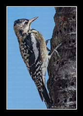 Sphyrapicus varius