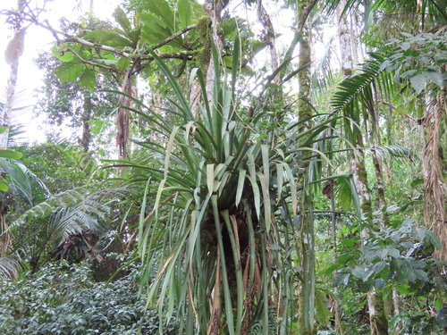 Aechmea vanhoutteana (Aechmea vanhoutteana)