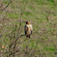 Buteo jamaicensis