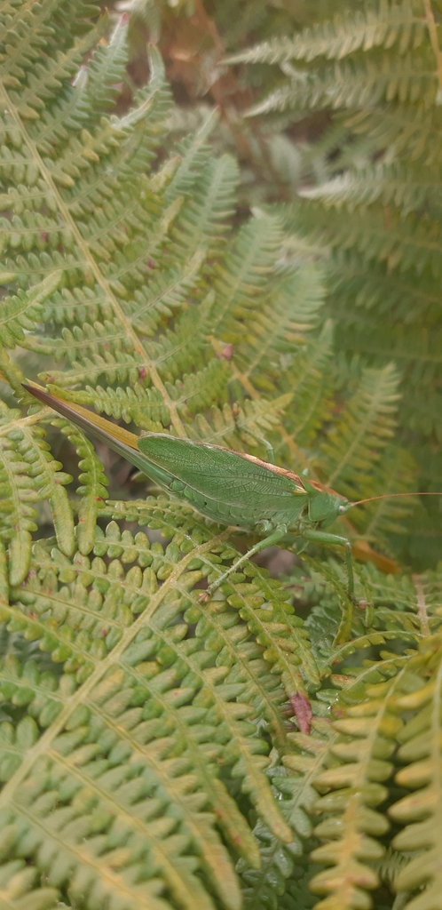 Calabrian Green Bush-cricket