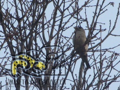 Coccothraustes abeillei
