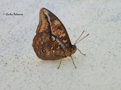 Opsiphanes boisduvallii
