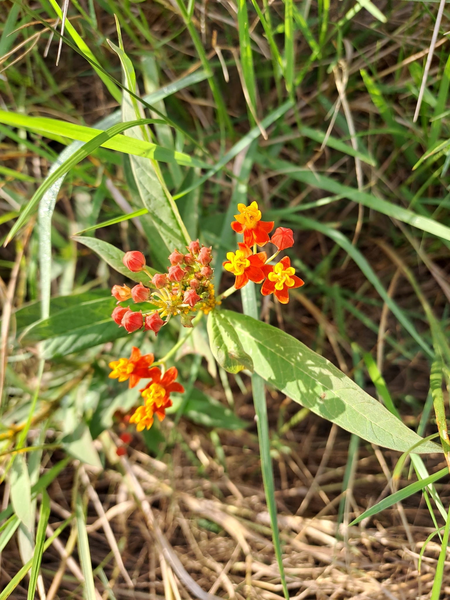 Asclepias curassavica