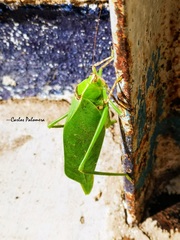 Stilpnochlora thoracica