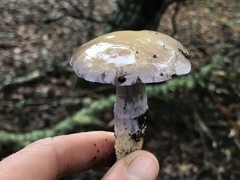 Cortinarius cylindripes