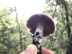Cortinarius cylindripes