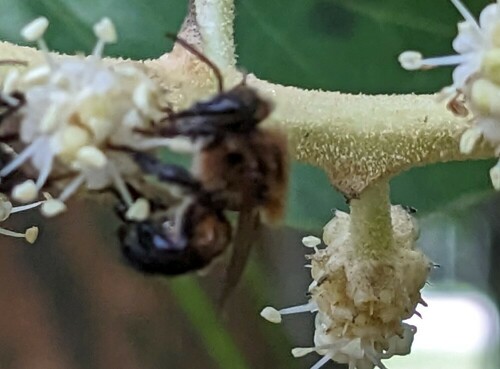 Melipona solani