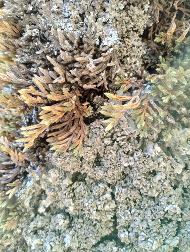 Image of Selaginella weatherbiana by no rights reserved