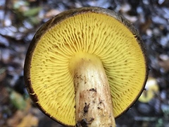 Phylloporus arenicola image