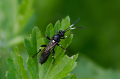 Vulgichneumon