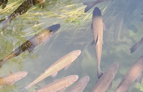 Illyrian chub (Squalius illyricus) — Cyprinidae — 5