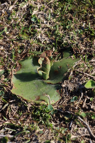 Image of Membrane Satyre (Satyrium membranaceum) by (c) Tony Rebelo, some rights reserved (CC BY-SA)