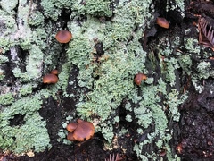 Gymnopilus picreus