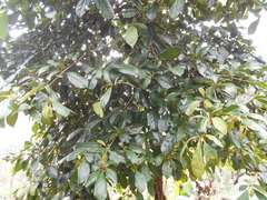 Terminalia amazonia