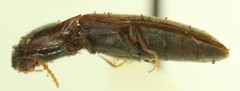 Idolus debilis