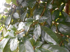Terminalia amazonia