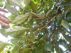 Terminalia amazonia
