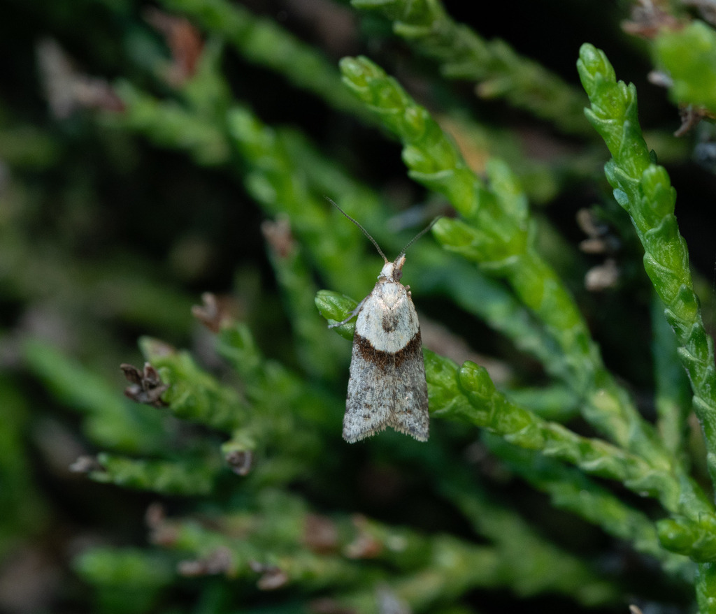 Epichorista hemionana from Maia, Dunedin 9022, New Zealand on April 27