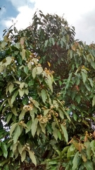 Nectandra