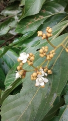 Nectandra