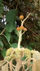 Croton magdalenensis