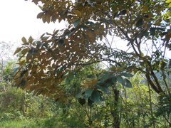Miconia argentea