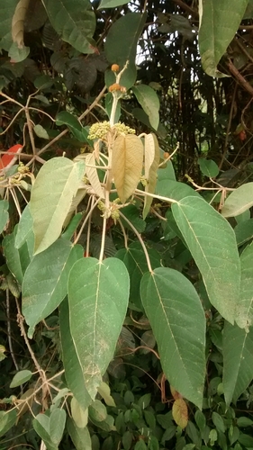 Croton mutisianus, photograph 5