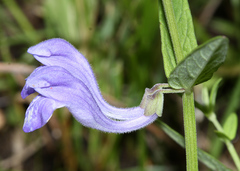 Scutellaria regeliana