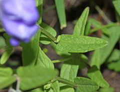 Scutellaria regeliana