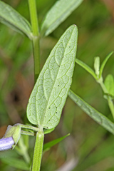 Scutellaria regeliana