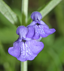 Scutellaria regeliana