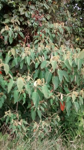 Croton mutisianus, photograph 6