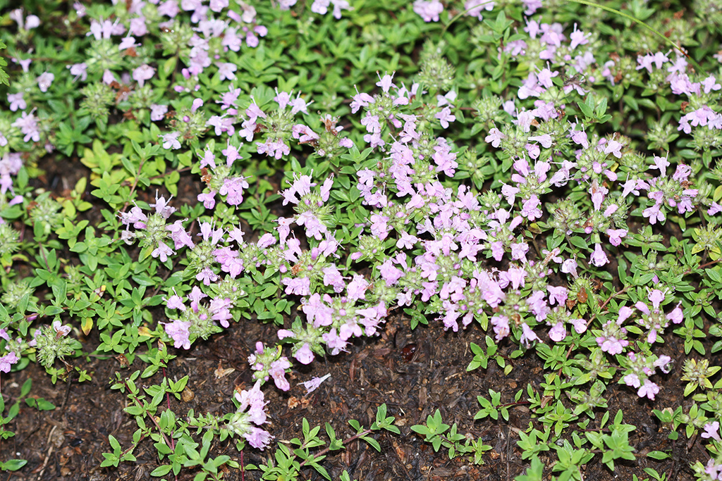 Thymus ternejicus