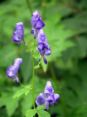Aconitum fischeri