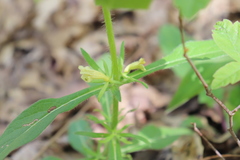Triosteum angustifolium