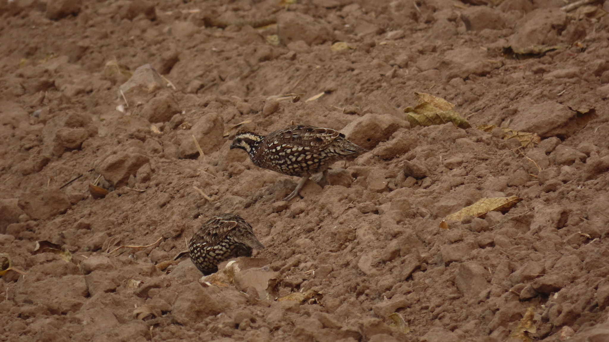 Spot-bellied Bobwhite (Colinus leucopogon), photo 9