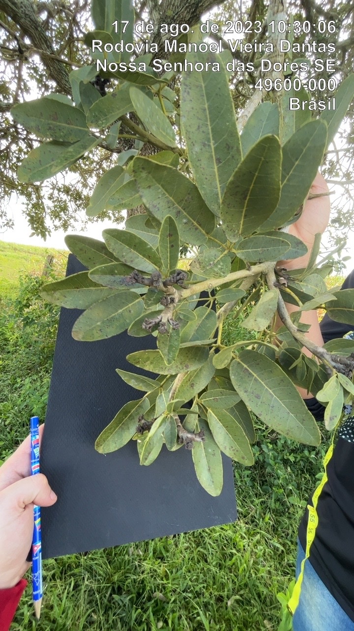Tabebuia aurea